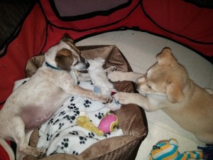 Mr Dexter & Mr Flash