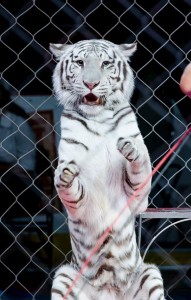 JWCircus tiger
